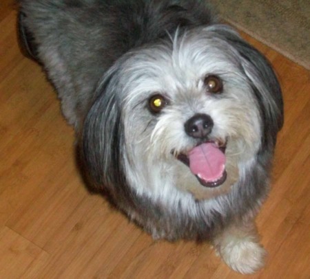 She is a shihpoo shihtzu/poodle mix and grew up in a home with a 
